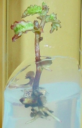 Chinese Elm Tissue Culture 2 To keep the trees disease-free, the saplings are kept in an agar-based growing medium augmented with hormones.