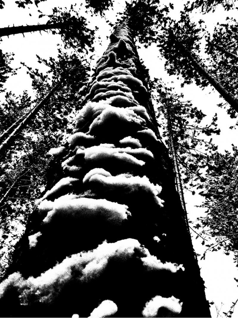 Black and white photo looking upwards at trees