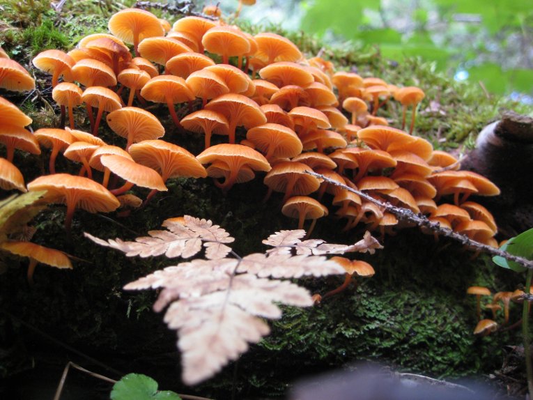 Mushrooms growing in the woods.