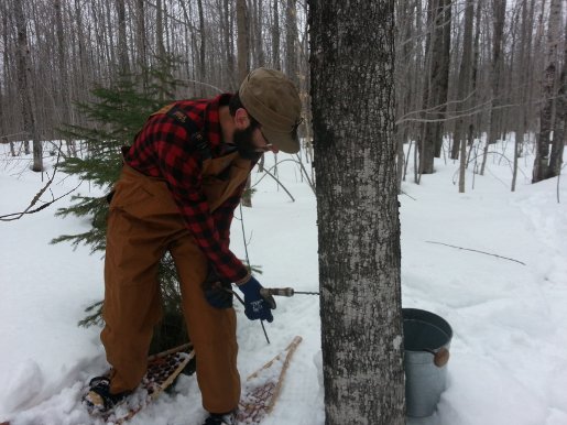 Tapping a tree.