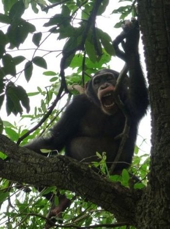 Trees are bitten more often than fellow chimps. 