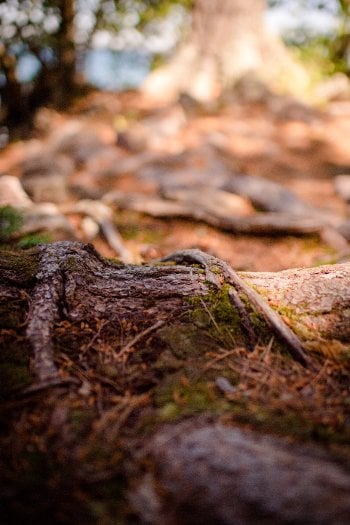 Rabbit Island tree root "Every step you took was a tree root," says Barbara Bouwkamp, one of eight geotourists who took the colony founders up on the offer to visit ashore. "The sauna is spacious. You can stride through it."