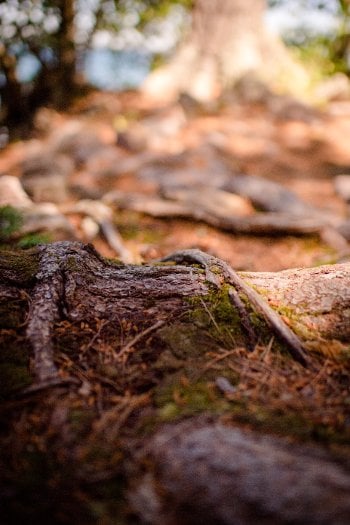 "Every step you took was a tree root," says Barbara Bouwkamp, one of eight geotourists who took the colony founders up on the offer to visit ashore. "The sauna is spacious. You can stride through it." 