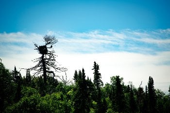 Artists and researchers in residence share Rabbit Island with a bald eagle family. 