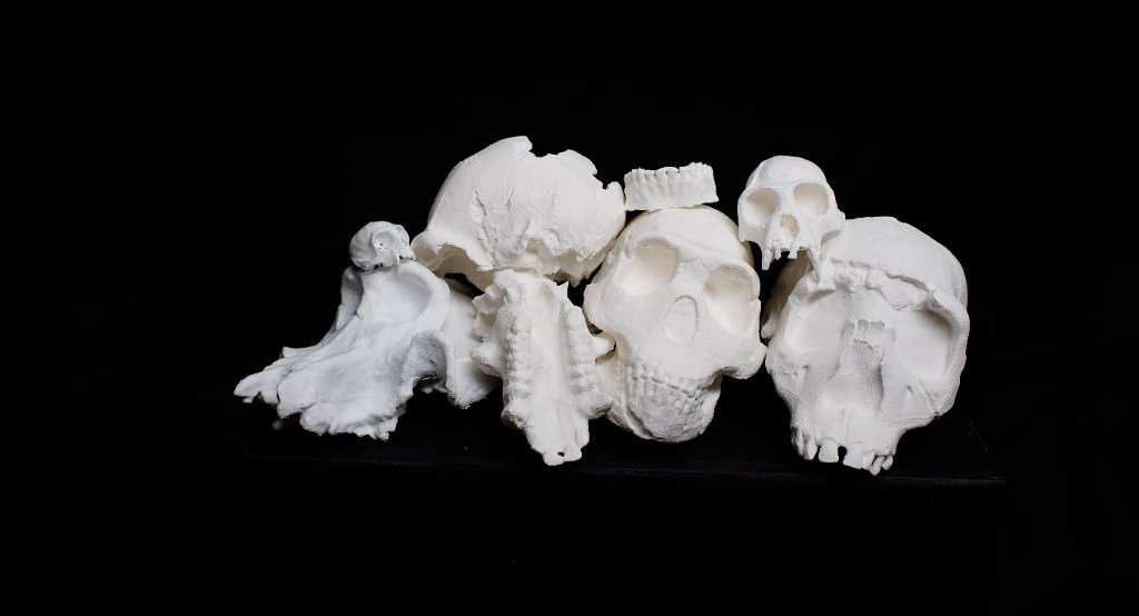 3-D printed skulls made in the J. Robert Van Pelt and John and Ruanne Opie Library help social science students observe and touch distinguishing features.