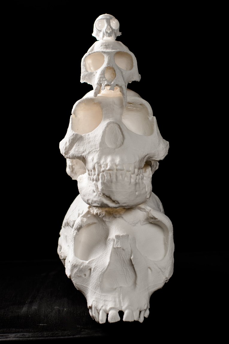 Brief Skull Vert Primate species vary not only by size but also other features like eye sockets, teeth, brow ridges, and brain cavities.