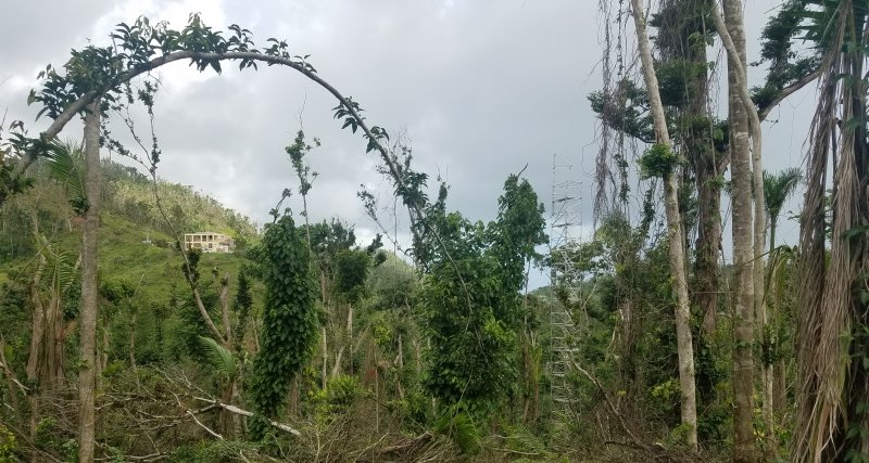 The hurricane-damaged trees of El Yunque Experimental Forest with canopy access tower in the background.