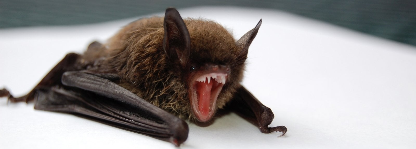 bat opening its mouth