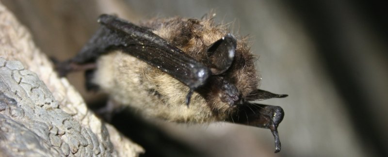 little brown bat hanging from the top of a cave formation