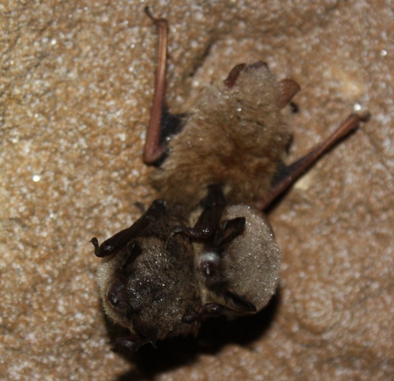 three bats on a cave ceiling, one has a fuzzy white patch on its nose