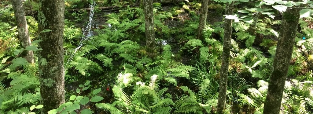 Ferns and forest vegetation grow between black ash trees