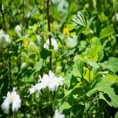 A dark moth butterfly on green foliage in an outdoor garden on a university campus in northern michigan