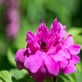 A beetle brown and orange and black inside a bright pink rose outside in a garden