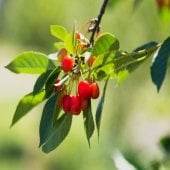 green branches and red cherries outside