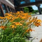 orange lillies outside in a mass with a red brick building behind them outside in the sun