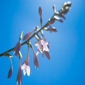 blue sky background and a branch of the purple flowered hosta outside