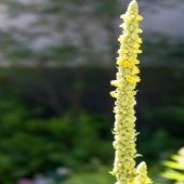 tall stalk of yellow flowering mullein plant with a green background outside