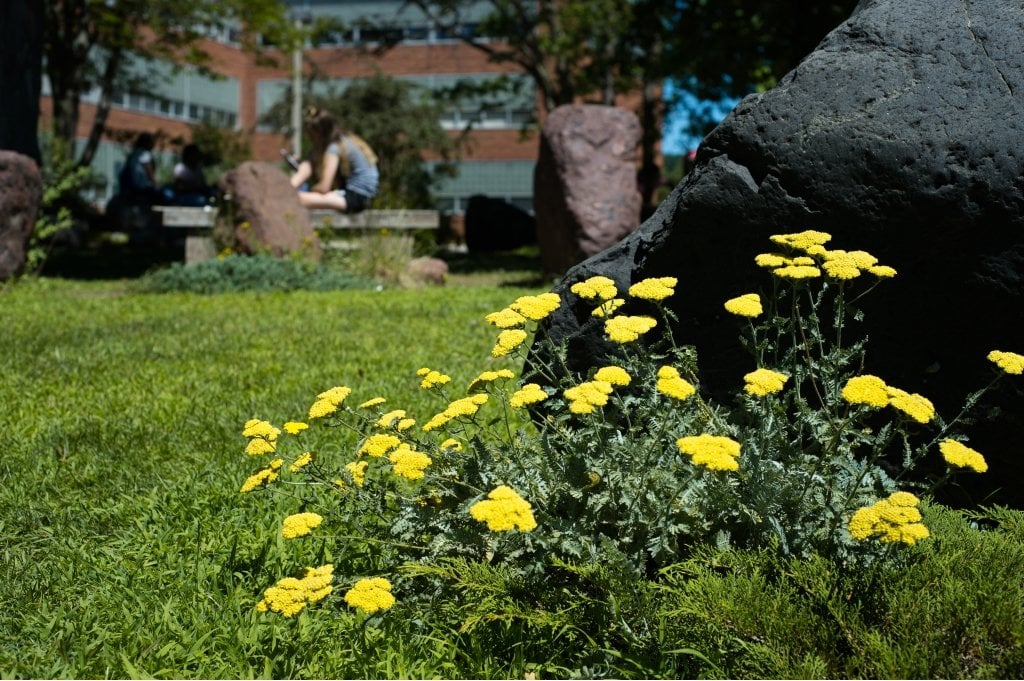 A young female in the background sitting on a bench with her leg up and yellow flowers and black rock with four other boulders in a shaded tree area with grass outside on a college campus