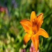 orange single closeup of a daylilly outside with green background