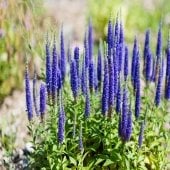 purple spiky ground cover flowers outside with green leaves