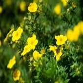 yellow blooms of St John's Wort with green foliage and a bumblebee feeding on a flower.