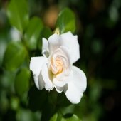 white rose with dark green foliage outside