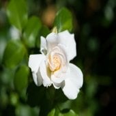 white rose with dark green foliage outside