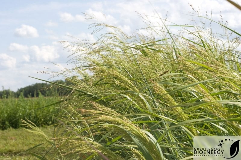 field of grass with blue sky