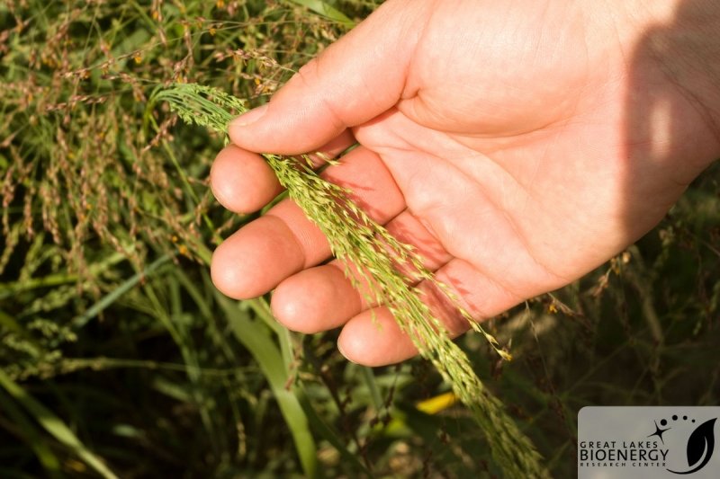 hand pulls down grass stalk laden with seeds