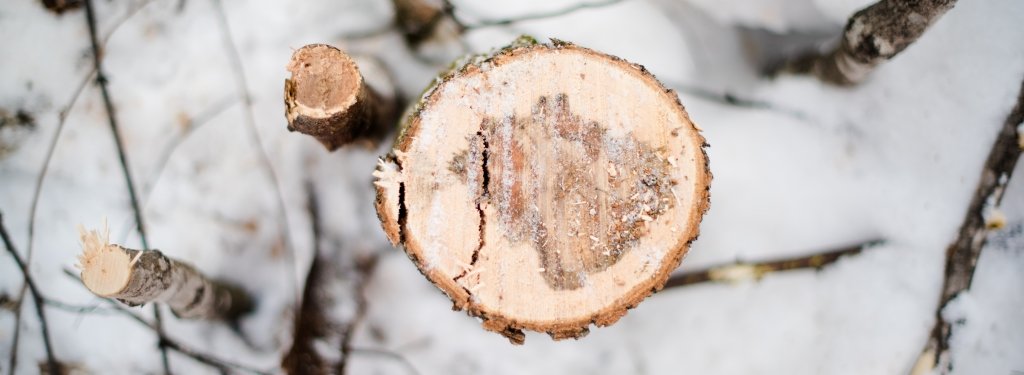 cut log with snow in the background