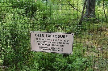 sign that reads "Deer Exclosure: This fence was built in 2004 to protect these young oak trees from deer browsing."