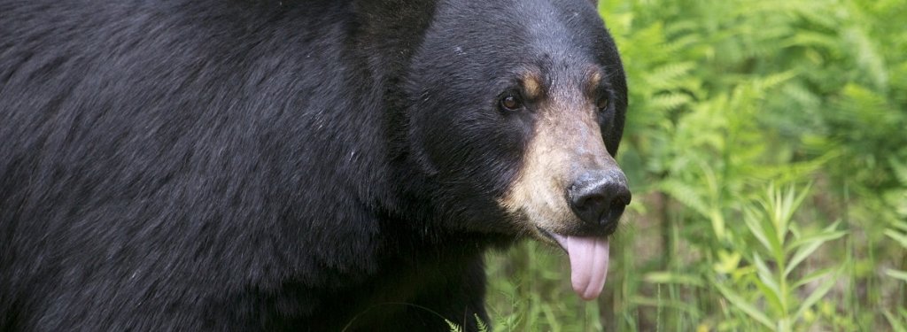 black bear sticking its tongue out