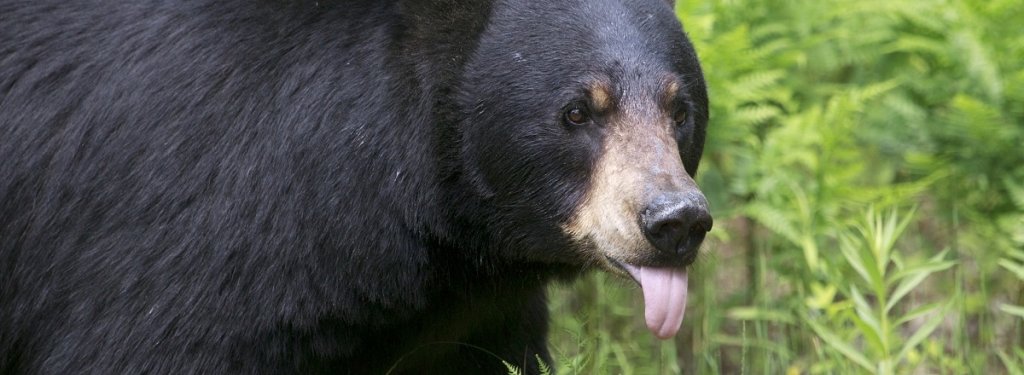 Black bears are a well-known and increasingly common Northwoods animal. Credit: SeventhDayPhotography / iStock / Getty Images Plus / Getty