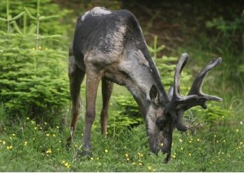 caribou browsing in wildflowers