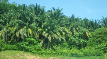 Oil palms.