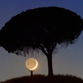 A person appears to hold the moon while standing beneath a tree.