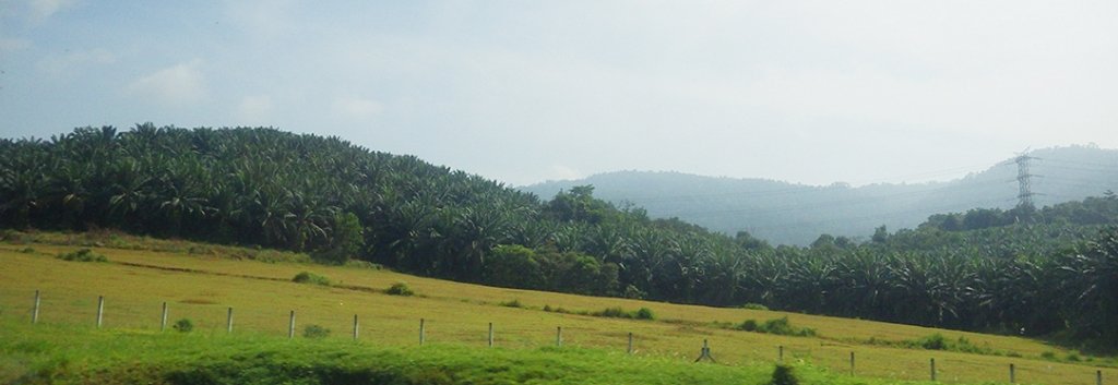 Indonesiaâ€™s and Malaysiaâ€™s production combined account for approximately 80 percent of global palm oil production. In Malaysia, seen here, the demand for palm oil has led to deforestation and the destruction of carbon-storing peatlands.