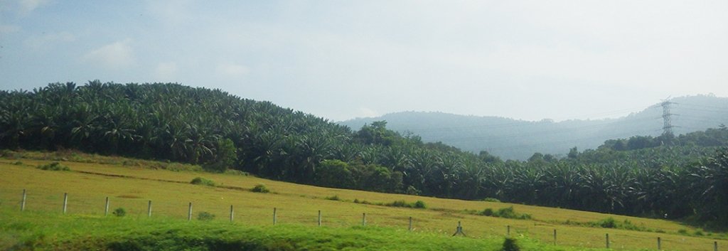 Palm oil plantations in the Malaysian countryside.