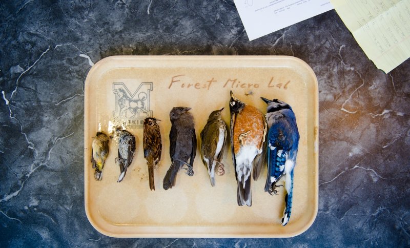 palm warbler, black-and-white warbler, song sparrow, brown-headed cowbird, swainson’s thrush, American robin and blue jay on a Michigan Technological University specimen tray on a table, with two papers above the dead birds giving statistics on their weight and on the sensor experiement being conducted to ensure there are fewer bird-window collisions.