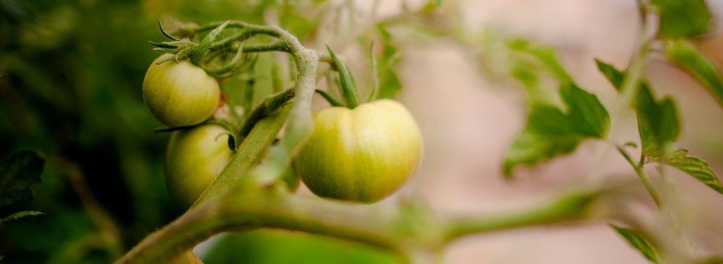 green tomatoes on the vine