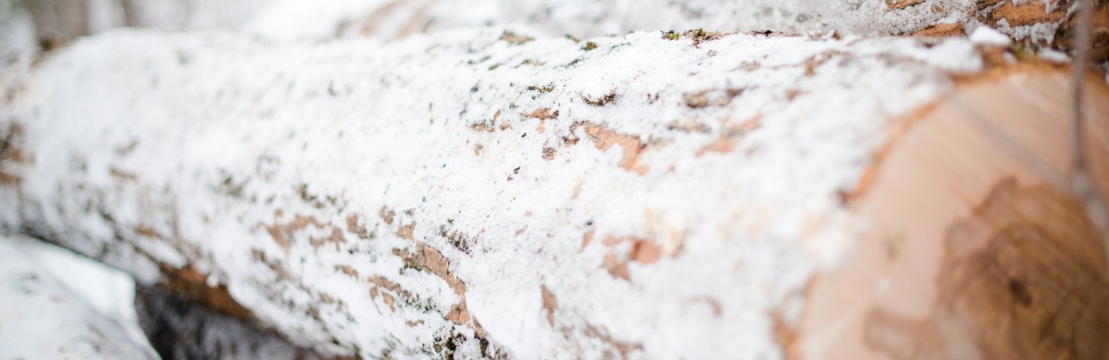 snowy log