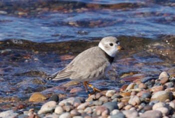 small shorebird on a beach