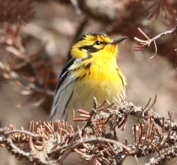 bright yellow songbird