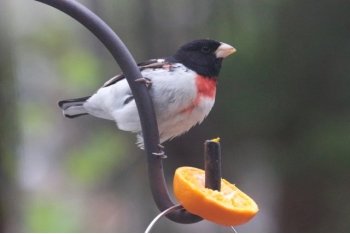 bird with big beak and red throat on a feeder