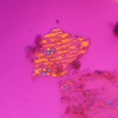 Lycopodium under a polarized light microscope.