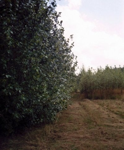 Trees on a poplar plantation.