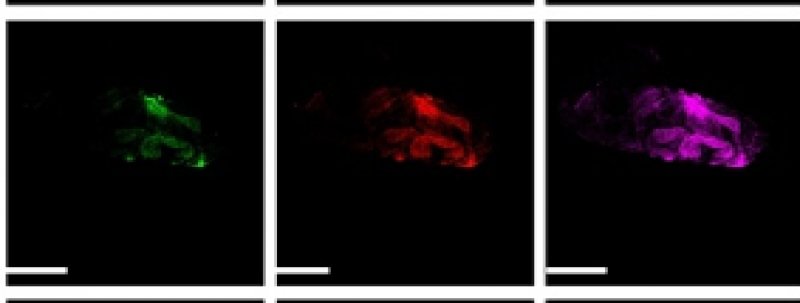 fluorescent outlines of cells