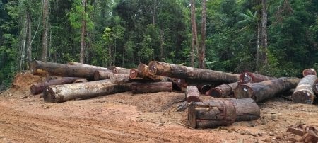 Tropical hardwood logs scattered on the ground. Image Credit: Xinfeng Xie