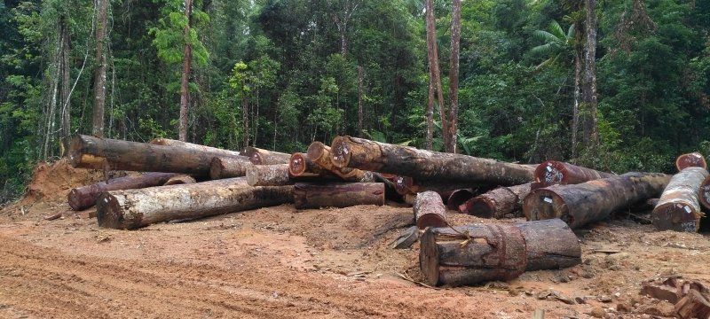 Tall trees in the tropical rainforest were felled to supply the international market demand for tropical hardwoods.