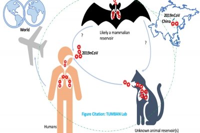 virus transmission model